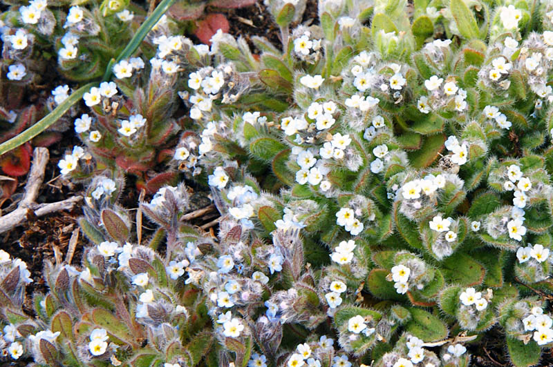 Anchusa? no, Myosotis